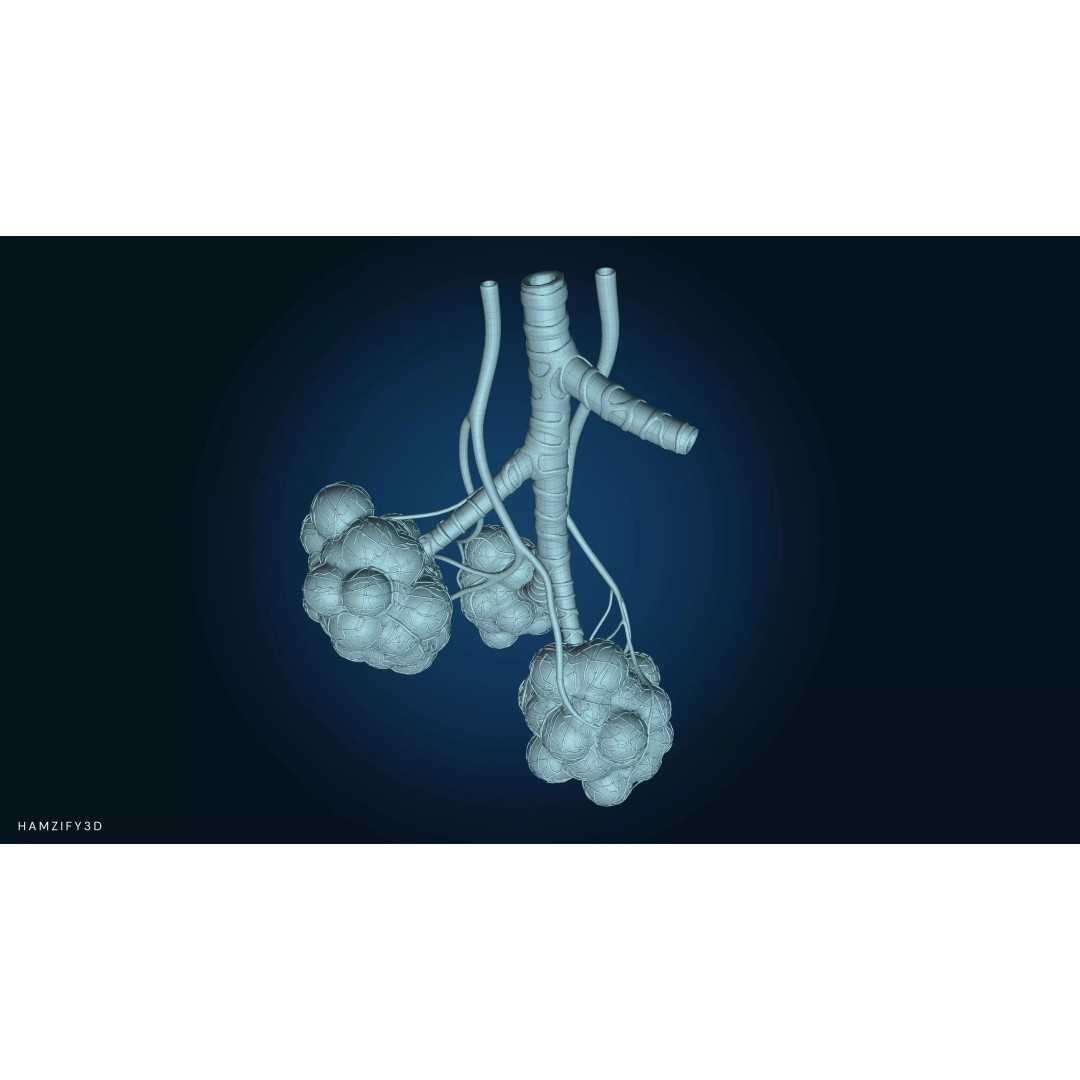 Alveolar Sacs 3D Model – Low Poly Human Respiratory System, FBX - View 6