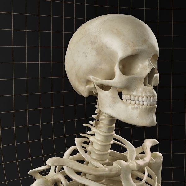 Femoral Prosthesis 3D Model – Anatomical Skeleton with PBR Textures, FBX - View 12