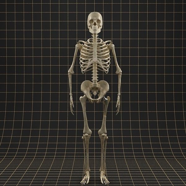 Femoral Prosthesis 3D Model – Anatomical Skeleton with PBR Textures, FBX - View 13