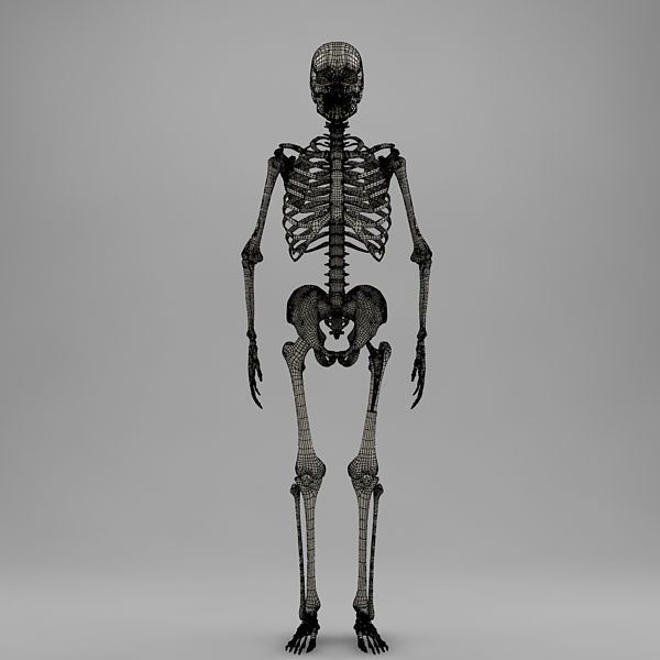Femoral Prosthesis 3D Model – Anatomical Skeleton with PBR Textures, FBX - View 14