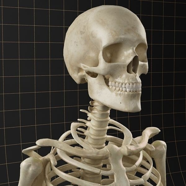 Femoral Prosthesis 3D Model – Anatomical Skeleton with PBR Textures, FBX - View 4