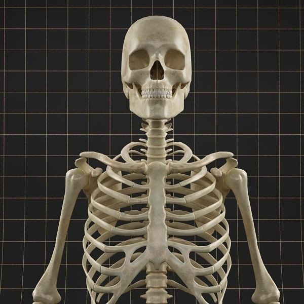 Femoral Prosthesis 3D Model – Anatomical Skeleton with PBR Textures, FBX - View 7