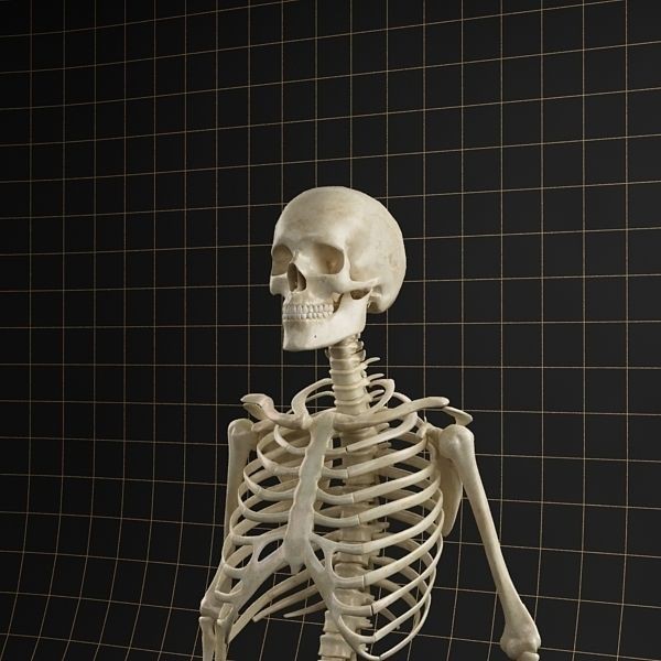 Femoral Prosthesis 3D Model – Anatomical Skeleton with PBR Textures, FBX - View 8