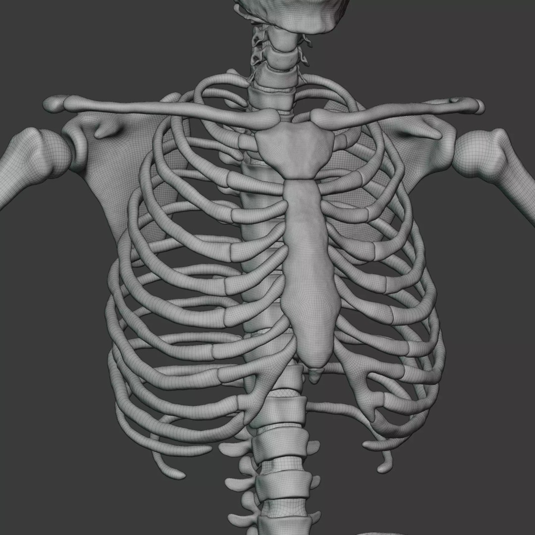 Male Human Skeleton 3D Model – High Detail Anatomy Asset, Blender & FBX