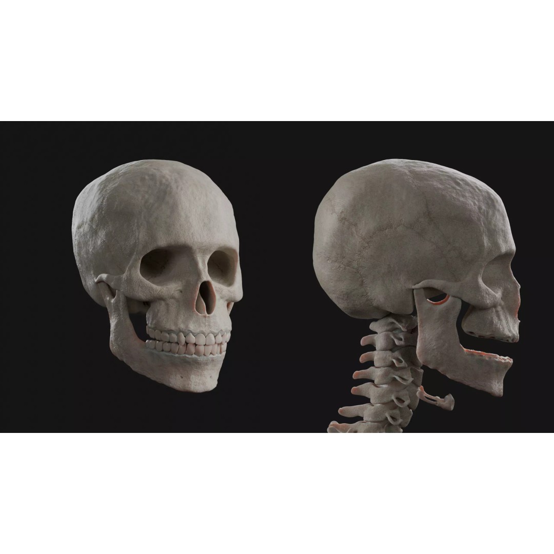 Male Human Skeleton 3D Model – High Detail Anatomy Asset, Blender & FBX - View 2