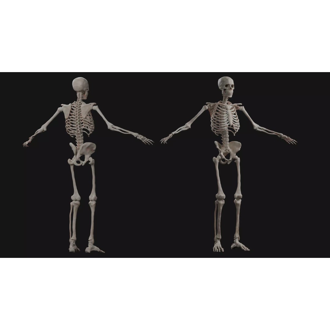 Male Human Skeleton 3D Model – High Detail Anatomy Asset, Blender & FBX - View 3