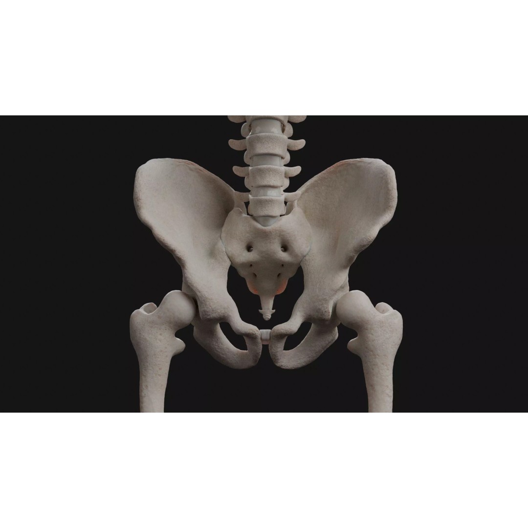 Male Human Skeleton 3D Model – High Detail Anatomy Asset, Blender & FBX - View 5