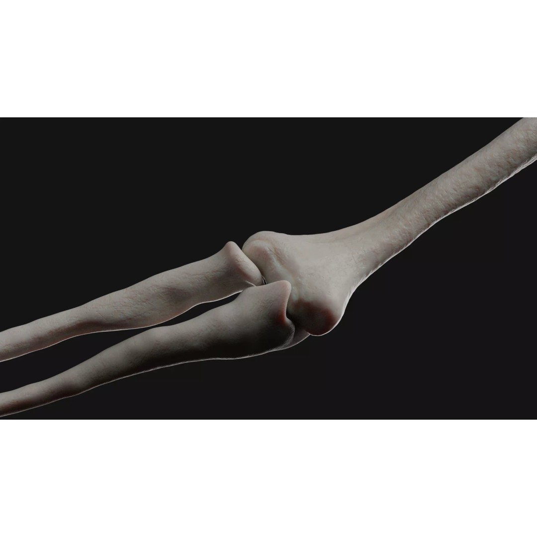 Male Human Skeleton 3D Model – High Detail Anatomy Asset, Blender & FBX - View 6