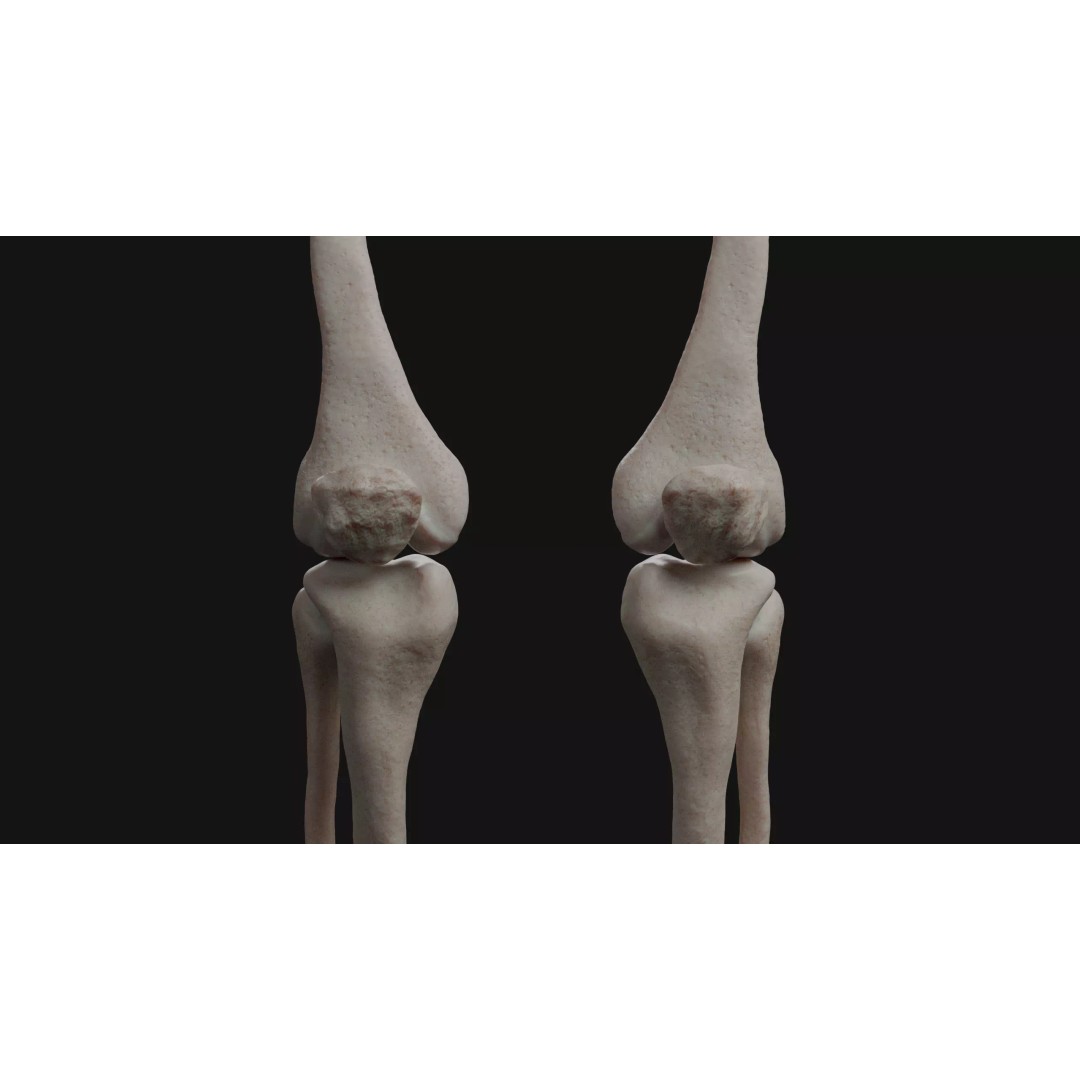Male Human Skeleton 3D Model – High Detail Anatomy Asset, Blender & FBX - View 7