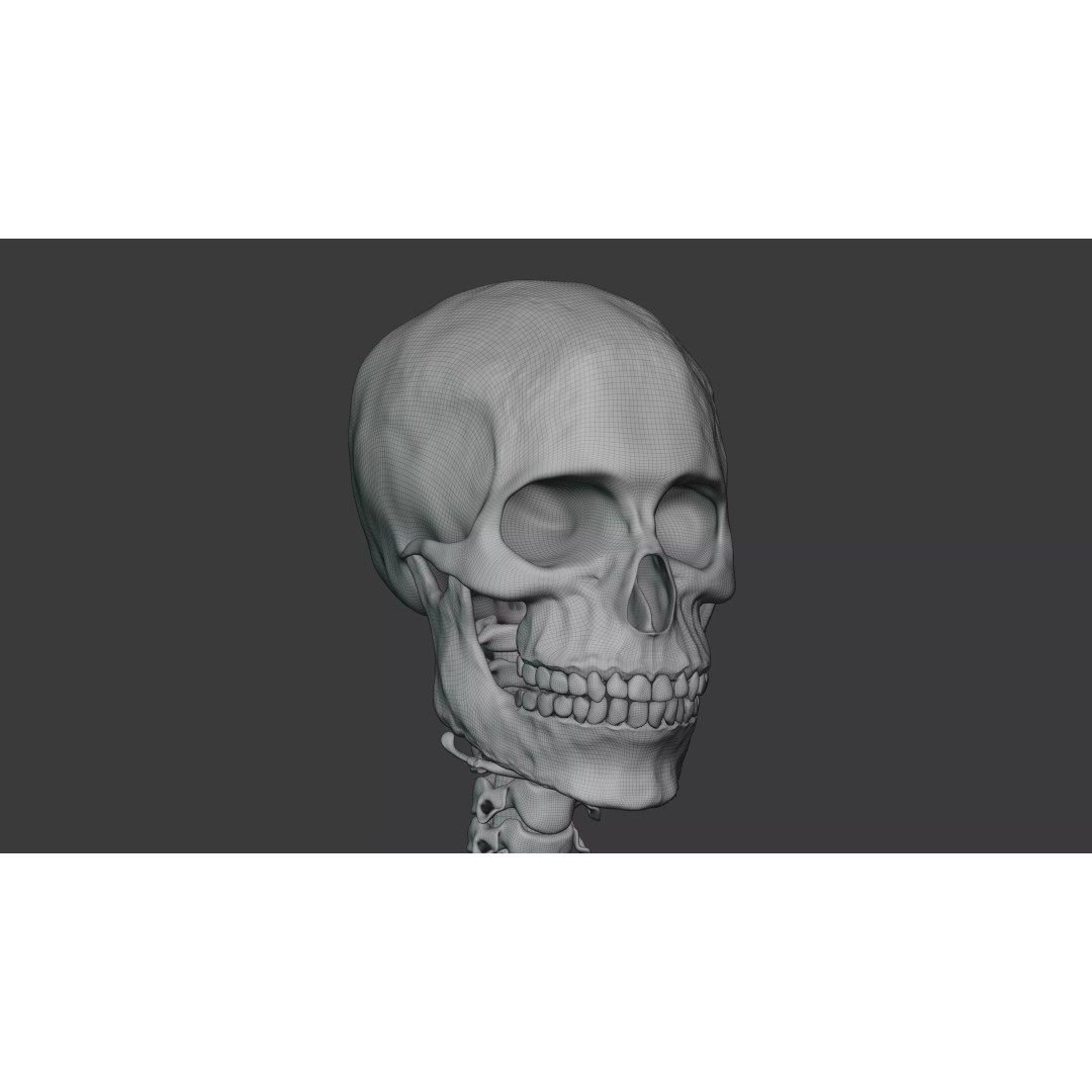 Male Human Skeleton 3D Model – High Detail Anatomy Asset, Blender & FBX - View 8