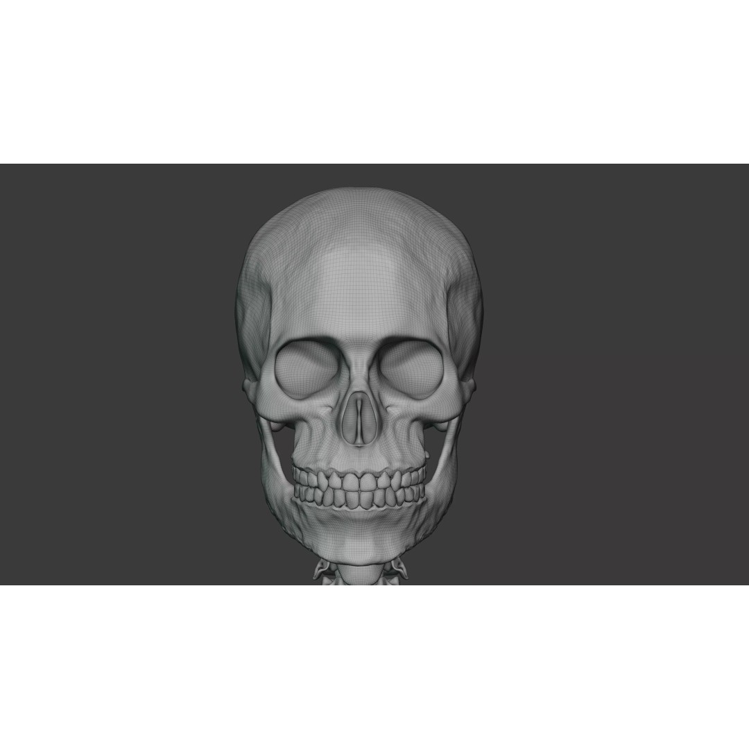 Male Human Skeleton 3D Model – High Detail Anatomy Asset, Blender & FBX - View 9