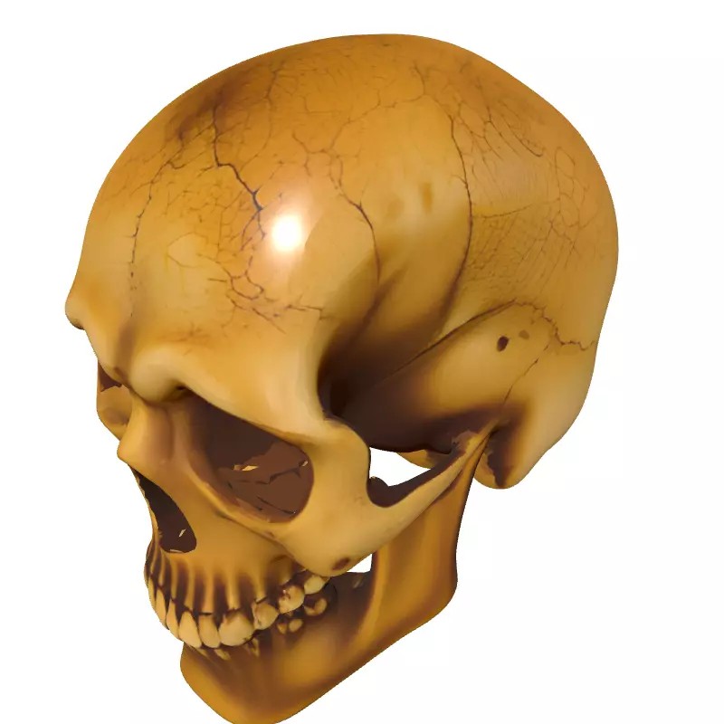 Weathered Human Skull 3D Model – Low Poly Game Asset, FBX, PBR Textures - View 4