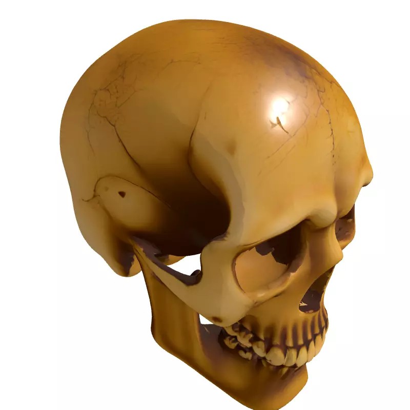 Weathered Human Skull 3D Model – Low Poly Game Asset, FBX, PBR Textures - View 5
