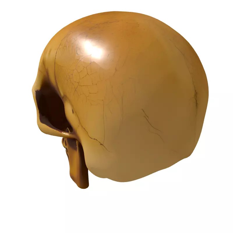 Weathered Human Skull 3D Model – Low Poly Game Asset, FBX, PBR Textures - View 7