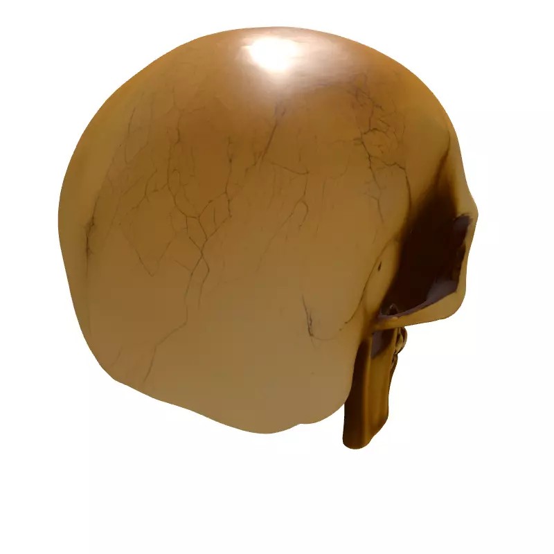 Weathered Human Skull 3D Model – Low Poly Game Asset, FBX, PBR Textures - View 8