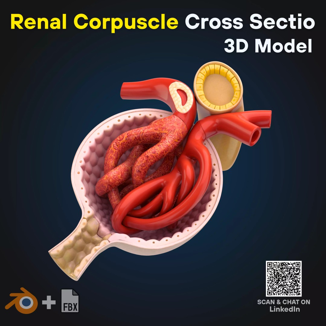 3D Renal Corpuscle Anatomy 3D Model – Detailed Kidney Glomerulus, FBX - View 2