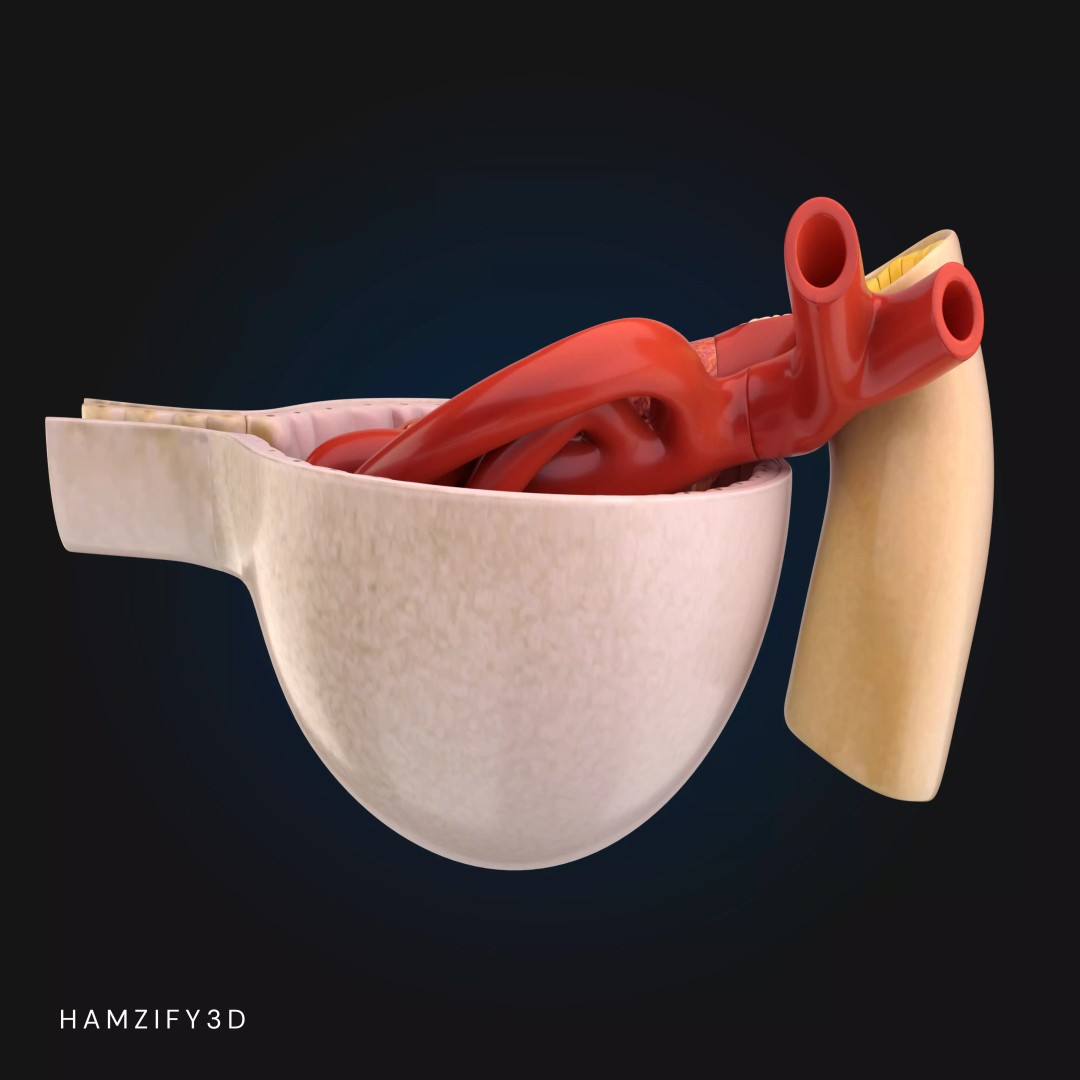 3D Renal Corpuscle Anatomy 3D Model – Detailed Kidney Glomerulus, FBX - View 5
