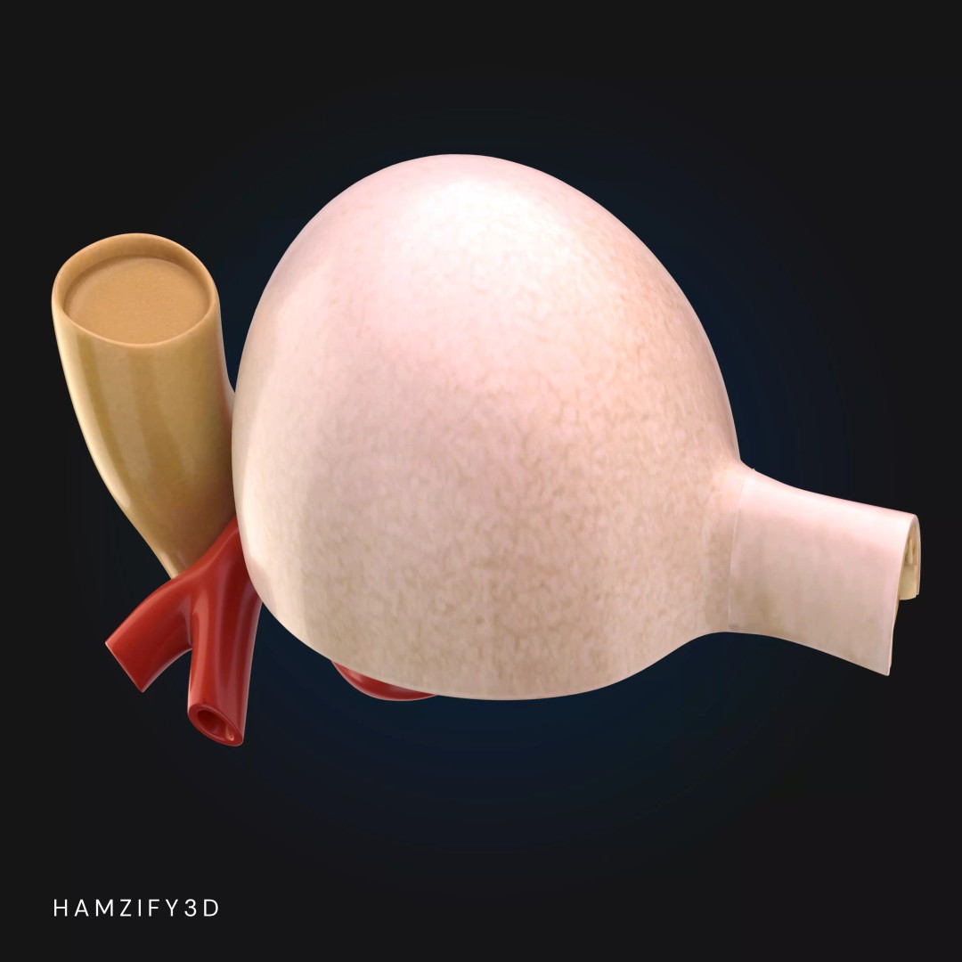 3D Renal Corpuscle Anatomy 3D Model – Detailed Kidney Glomerulus, FBX - View 6