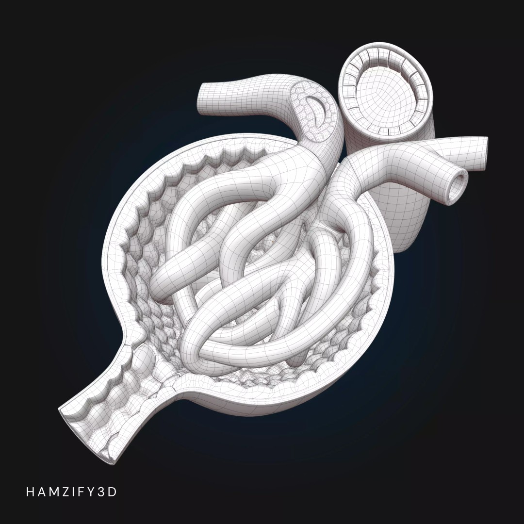 3D Renal Corpuscle Anatomy 3D Model – Detailed Kidney Glomerulus, FBX - View 7