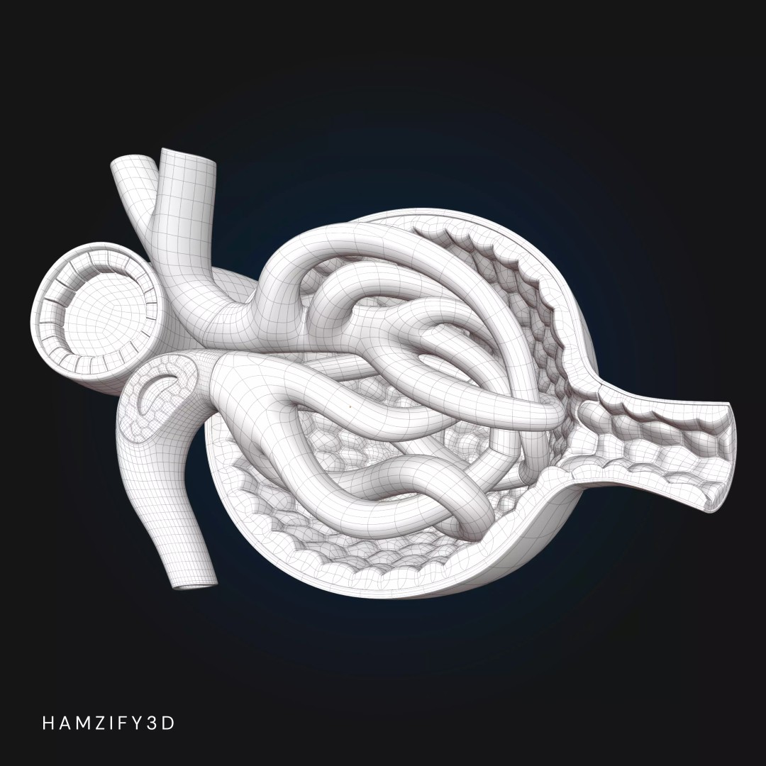 3D Renal Corpuscle Anatomy 3D Model – Detailed Kidney Glomerulus, FBX - View 8
