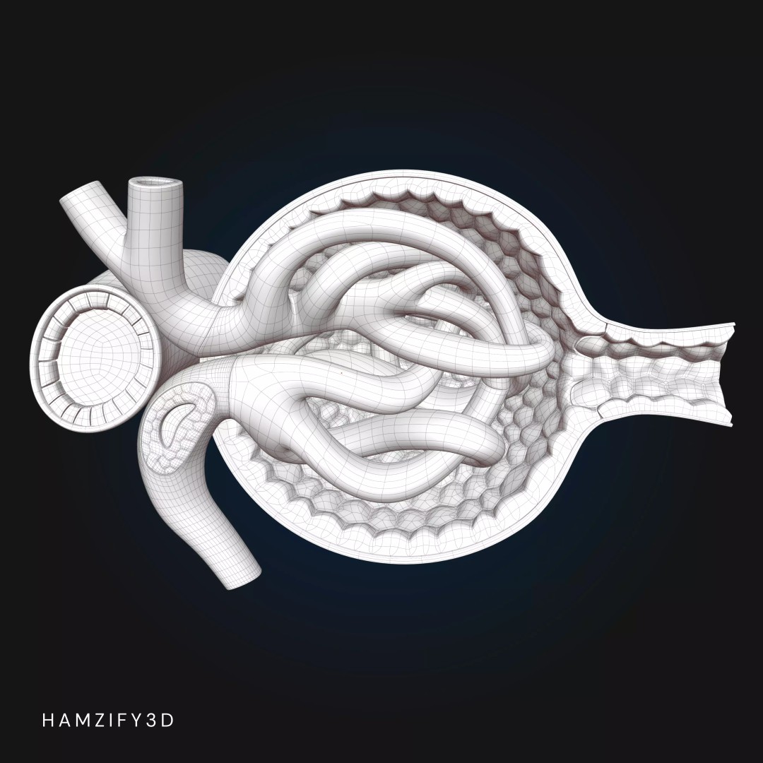 3D Renal Corpuscle Anatomy 3D Model – Detailed Kidney Glomerulus, FBX - View 9