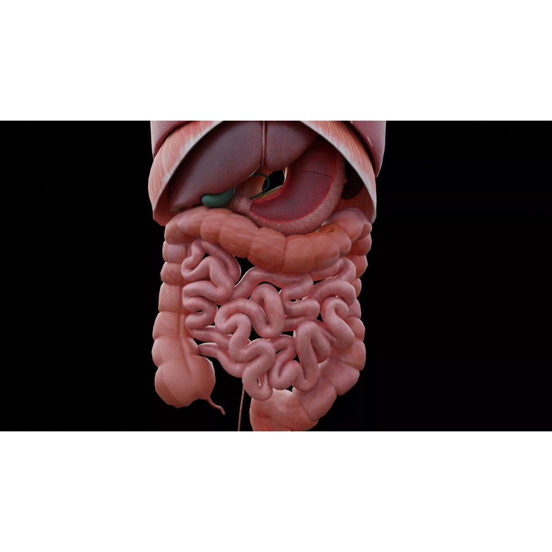 Realistic Human Anatomy 3D Model – Low Poly Full Body Organs, FBX