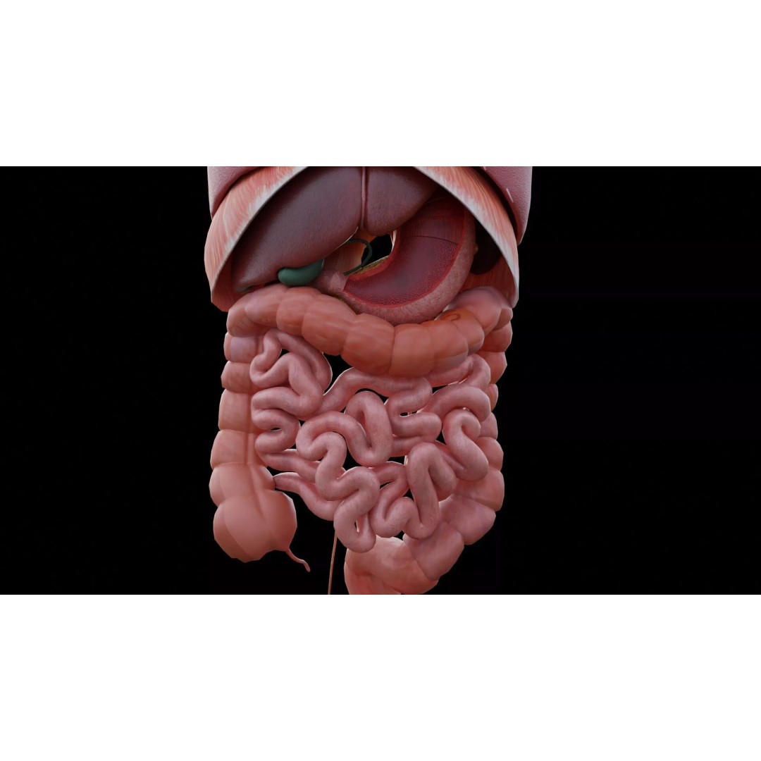 Realistic Human Anatomy 3D Model – Low Poly Full Body Organs, FBX - View 11