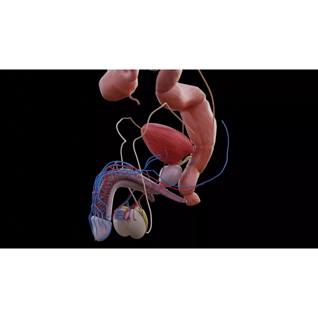 Realistic Human Anatomy 3D Model – Low Poly Full Body Organs, FBX - View 12