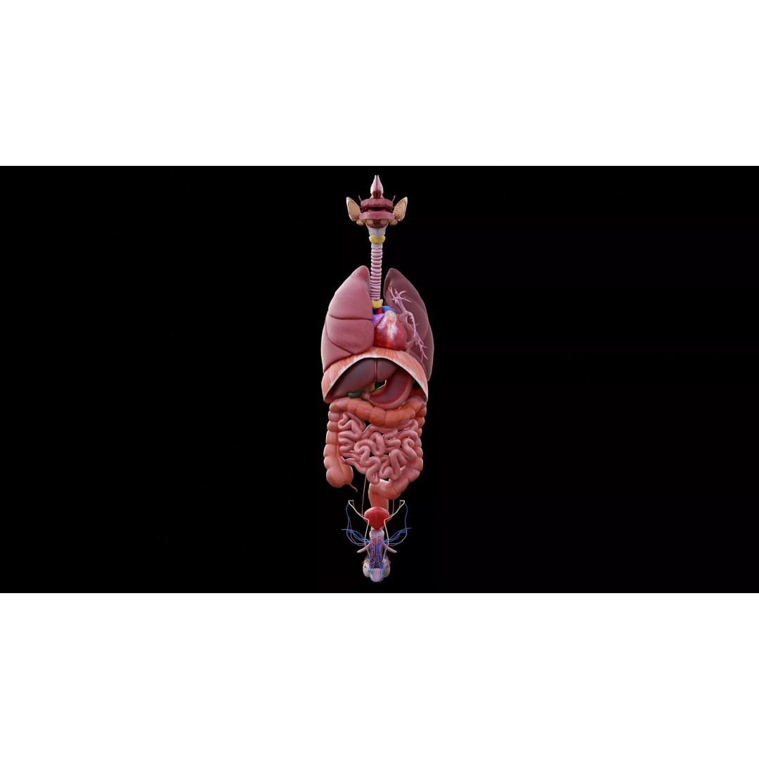 Realistic Human Anatomy 3D Model – Low Poly Full Body Organs, FBX - View 2