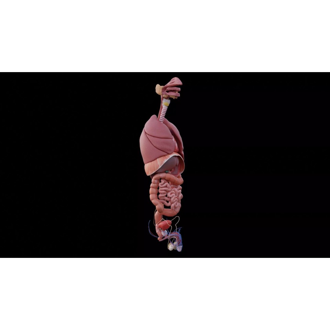 Realistic Human Anatomy 3D Model – Low Poly Full Body Organs, FBX - View 4