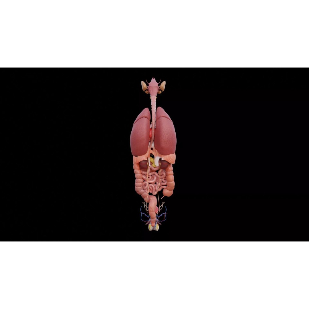 Realistic Human Anatomy 3D Model – Low Poly Full Body Organs, FBX - View 7