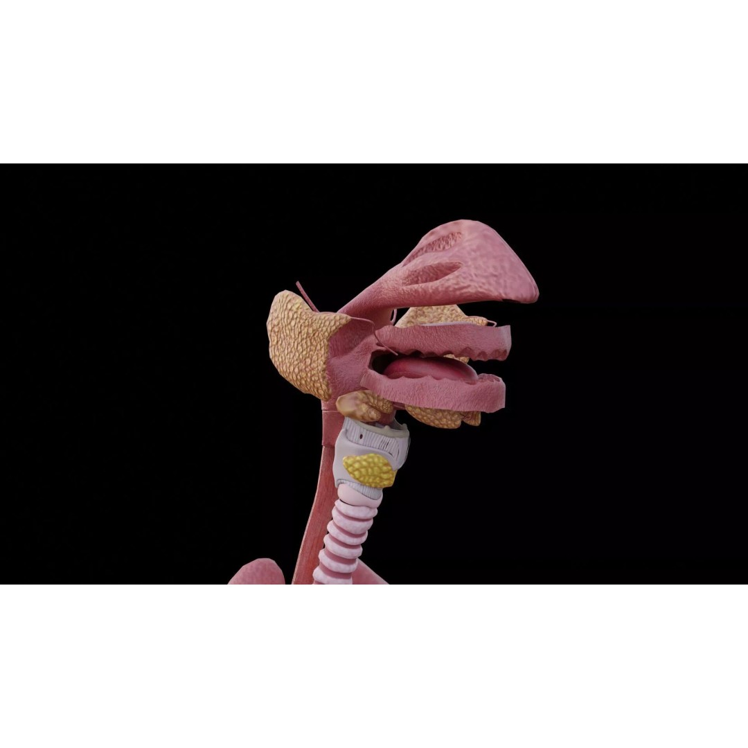 Realistic Human Anatomy 3D Model – Low Poly Full Body Organs, FBX - View 8