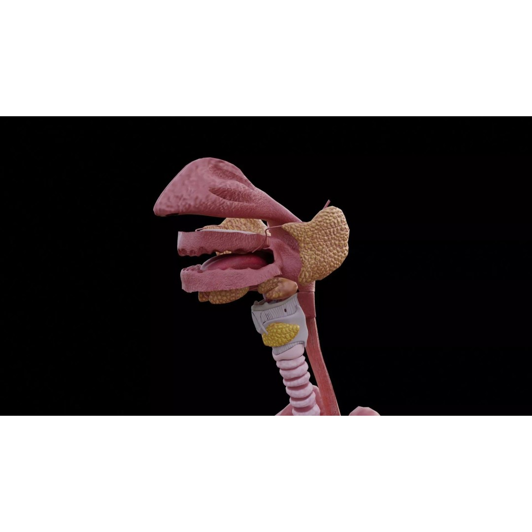 Realistic Human Anatomy 3D Model – Low Poly Full Body Organs, FBX - View 9