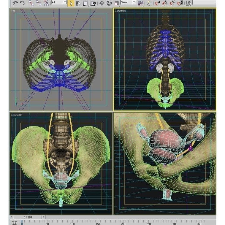 Female Reproductive System 3D Model – Anatomical PBR Asset, FBX, OBJ