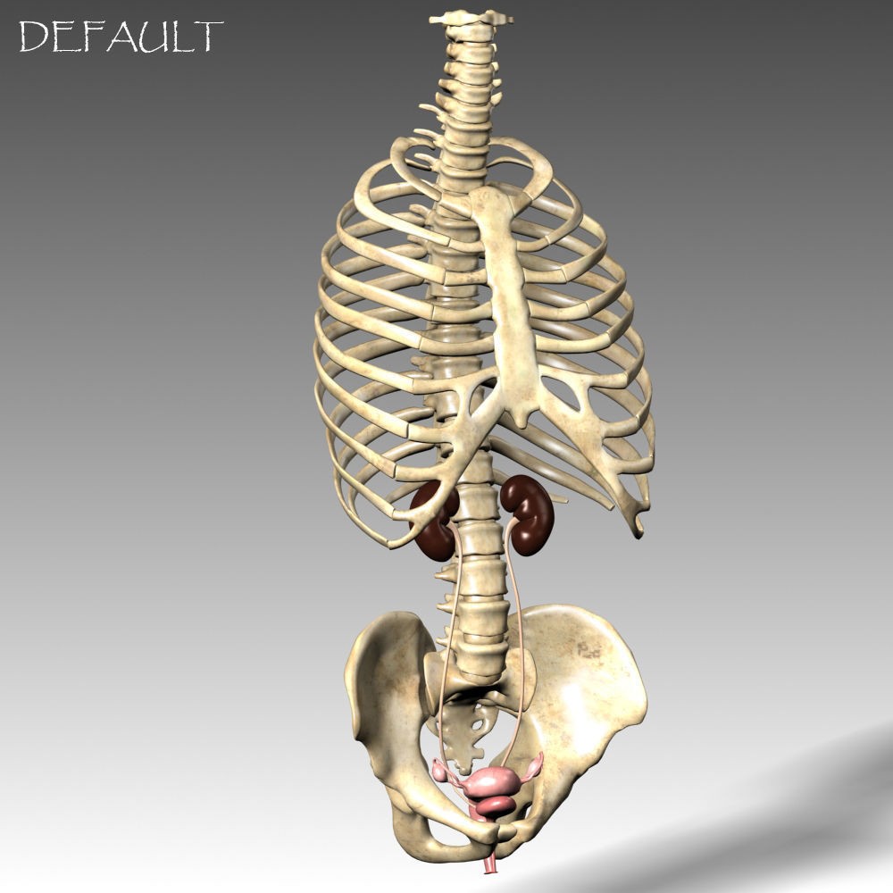 Female Reproductive System 3D Model – Anatomical PBR Asset, FBX, OBJ - View 10