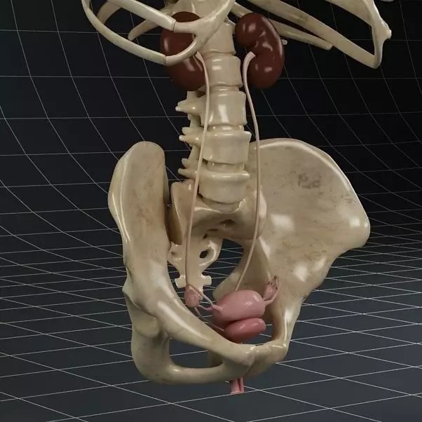 Female Reproductive System 3D Model – Anatomical PBR Asset, FBX, OBJ - View 2