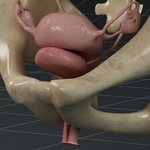 Female Reproductive System 3D Model – Anatomical PBR Asset, FBX, OBJ - View 3