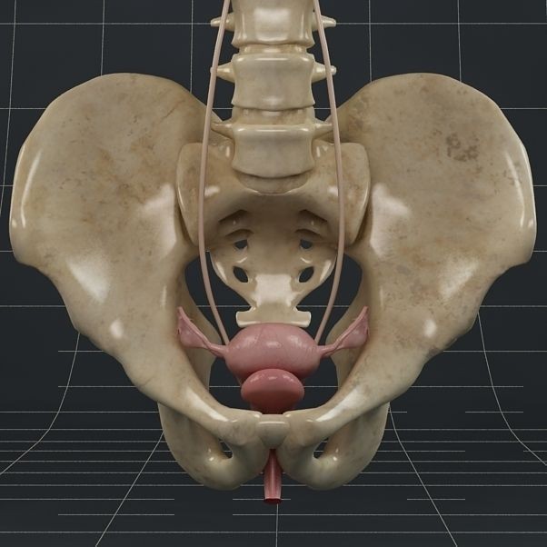 Female Reproductive System 3D Model – Anatomical PBR Asset, FBX, OBJ - View 4