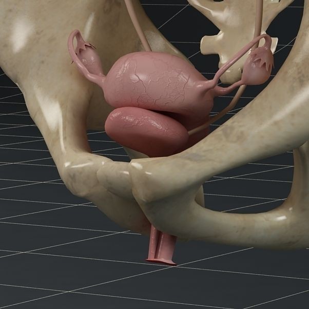 Female Reproductive System 3D Model – Anatomical PBR Asset, FBX, OBJ - View 5