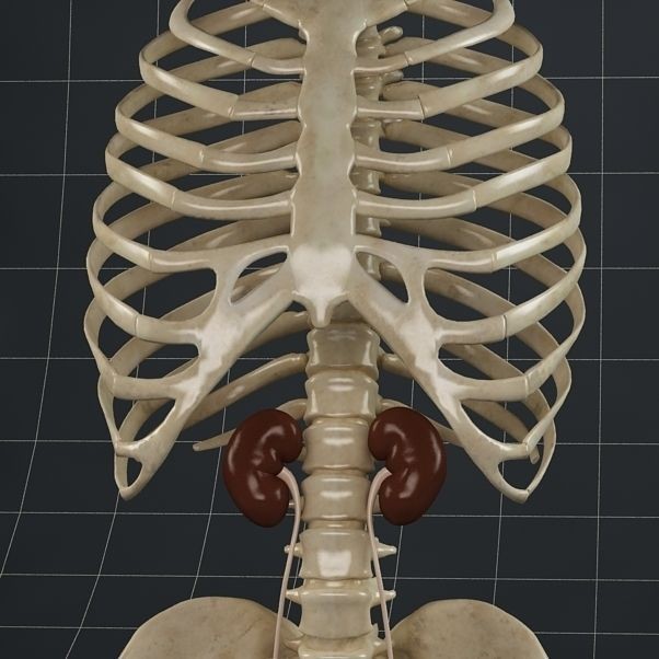 Female Reproductive System 3D Model – Anatomical PBR Asset, FBX, OBJ - View 6