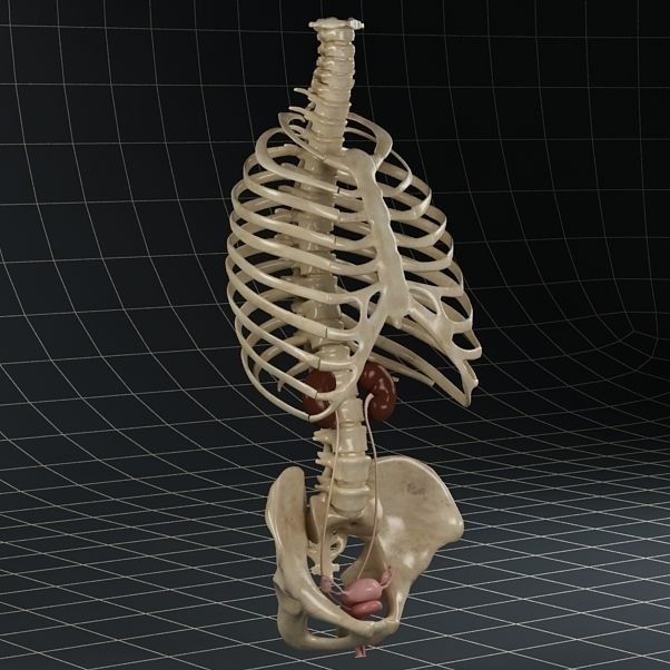 Female Reproductive System 3D Model – Anatomical PBR Asset, FBX, OBJ - View 7