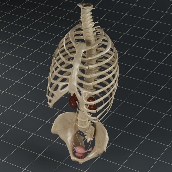 Female Reproductive System 3D Model – Anatomical PBR Asset, FBX, OBJ - View 8