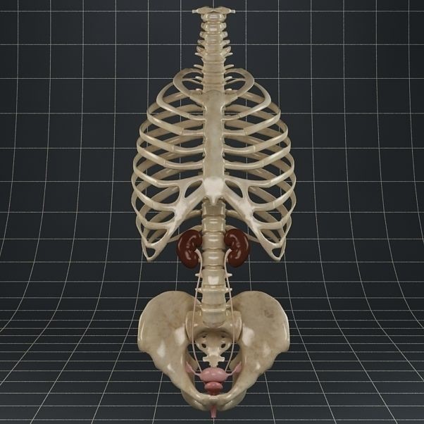 Female Reproductive System 3D Model – Anatomical PBR Asset, FBX, OBJ - View 9