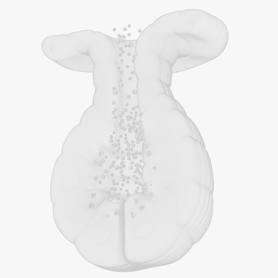 Exocrine Gland 3D Model – High Poly Anatomy Asset, FBX, OBJ - View 10