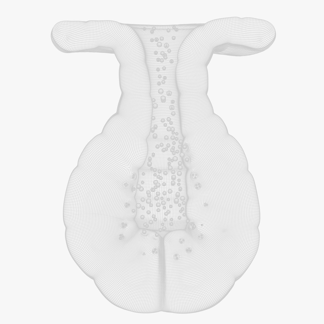 Exocrine Gland 3D Model – High Poly Anatomy Asset, FBX, OBJ - View 11