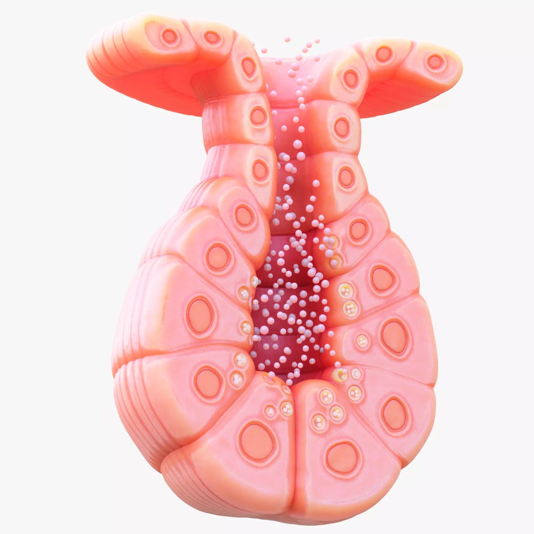 Exocrine Gland 3D Model – High Poly Anatomy Asset, FBX, OBJ - View 2