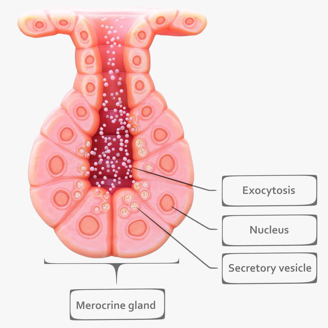 Exocrine Gland 3D Model – High Poly Anatomy Asset, FBX, OBJ - View 3