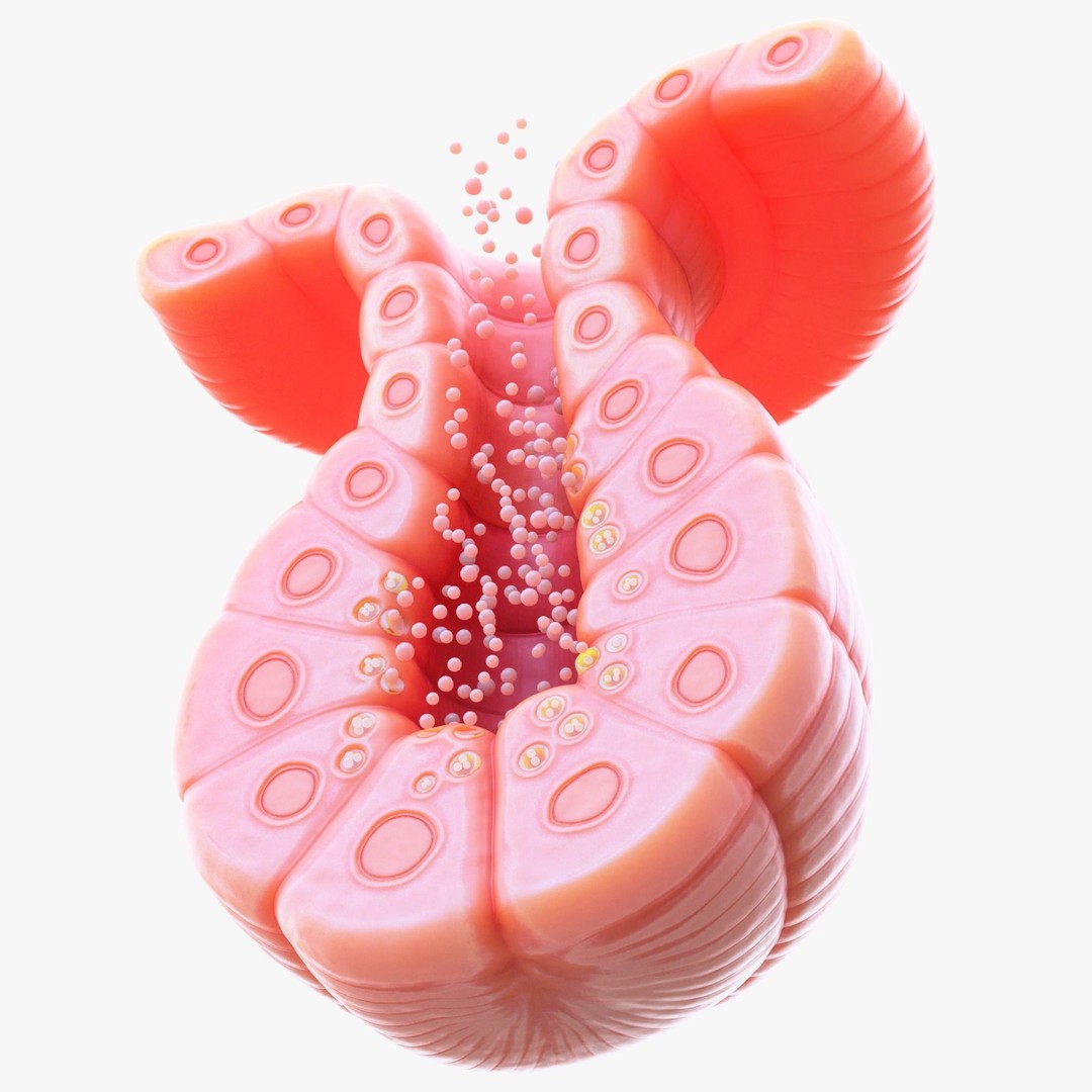 Exocrine Gland 3D Model – High Poly Anatomy Asset, FBX, OBJ - View 4