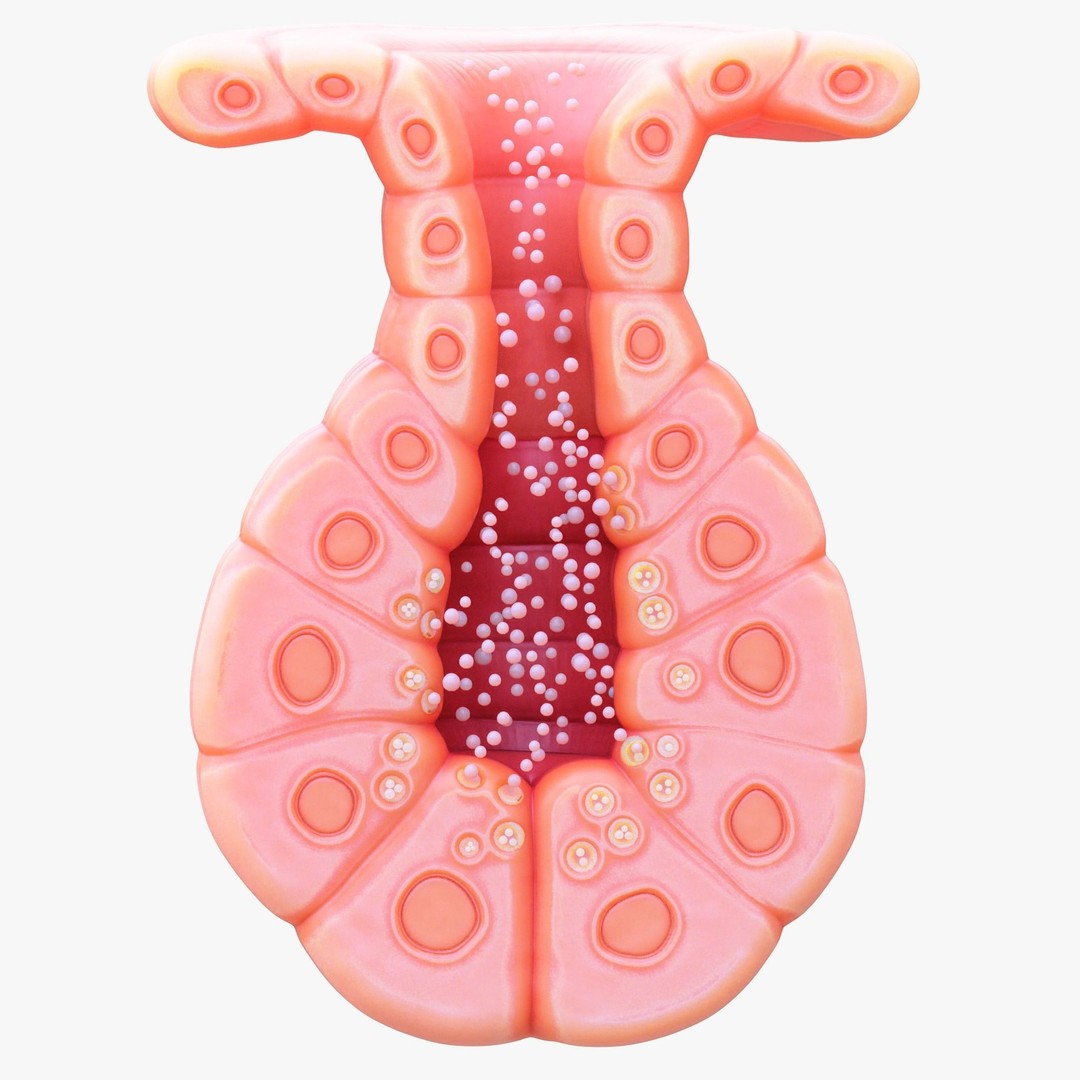 Exocrine Gland 3D Model – High Poly Anatomy Asset, FBX, OBJ - View 5