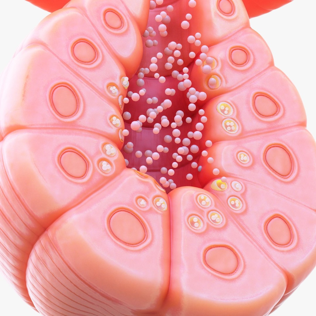 Exocrine Gland 3D Model – High Poly Anatomy Asset, FBX, OBJ - View 6